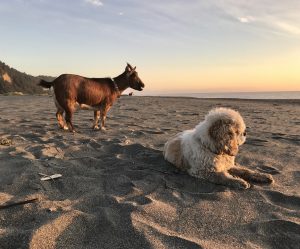 Credit: Beach by Cate Battles Visit Del Norte County