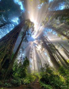 Mitch Crispe & Nate Berg Chasing Light in the Redwoods