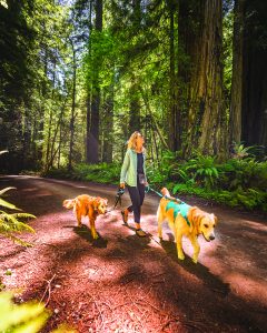 Credit: Redwoods by Nate Wyeth Visit Del Norte County